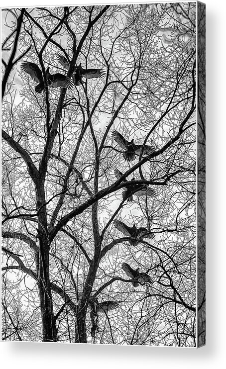 Birds Acrylic Print featuring the photograph Turkey Vultures Photography by Louis Dallara