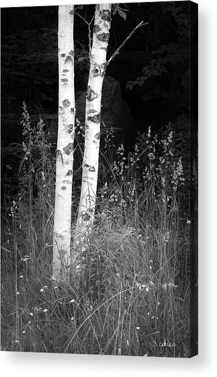 Birch Trees Acrylic Print featuring the photograph Two Birches by Jim Carlen
