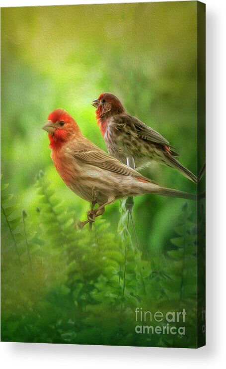 Bird Acrylic Print featuring the photograph Two Little Finches by Shelia Hunt