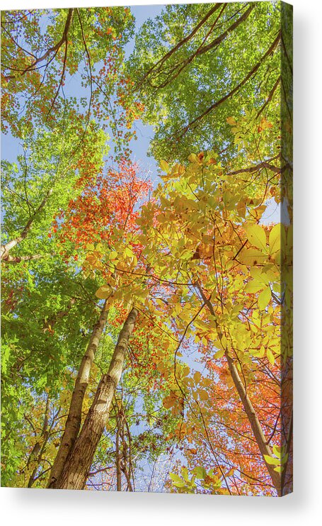 Fall Acrylic Print featuring the photograph Under the Autumn Trees by Auden Johnson