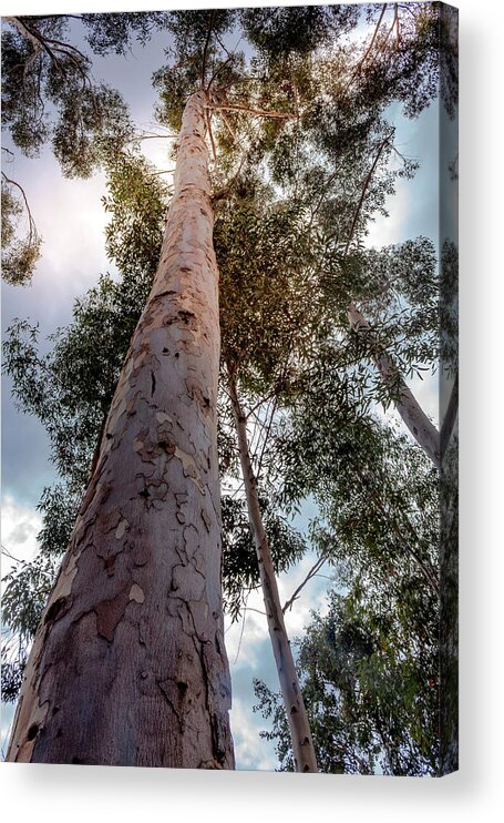 Eucalyptus Acrylic Print featuring the photograph Under the Eucalyptus Trees by Alison Frank