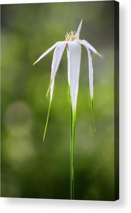 Wildflower Acrylic Print featuring the photograph White-topped Sedge Wildflower in the Croatan National Forest by Bob Decker