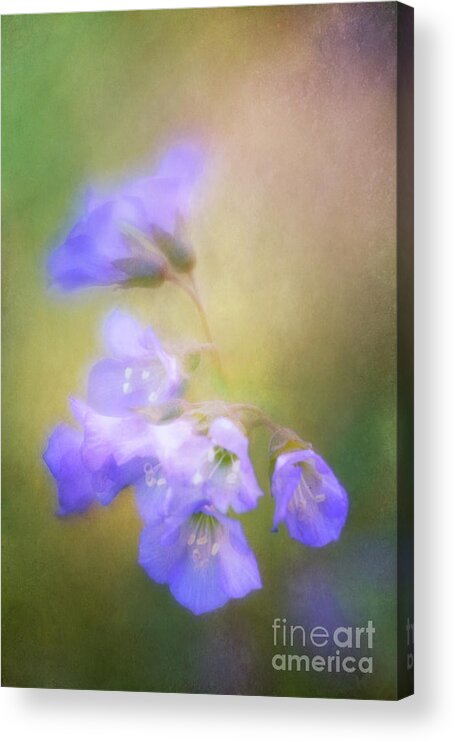 Flowers Acrylic Print featuring the photograph Valerian with a Soft Touch by Anita Pollak