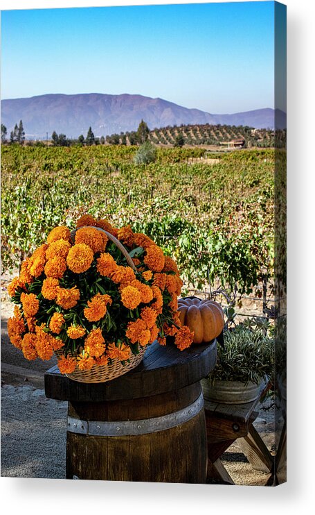 Marigolds Acrylic Print featuring the photograph Valley Marigolds by William Scott Koenig