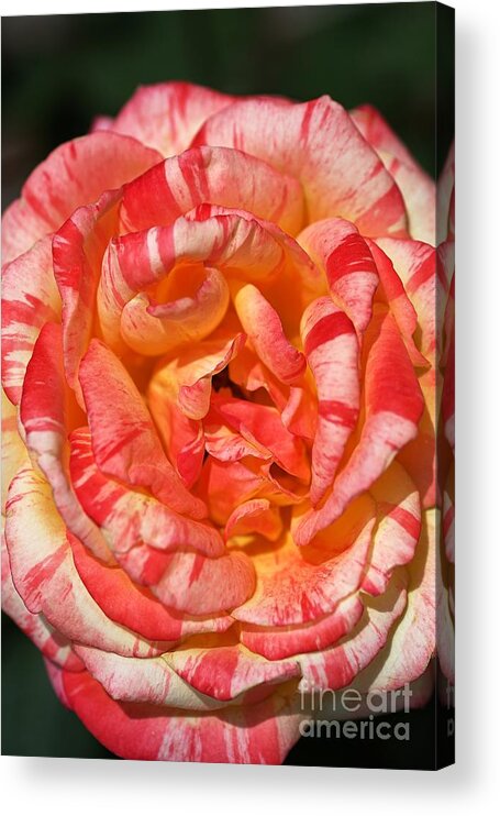 Variegated Rose Acrylic Print featuring the photograph Vibrant Two Toned Rose by Joy Watson