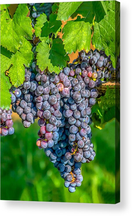 Grapes Acrylic Print featuring the photograph Vineyards 03 OP by Jim Dollar