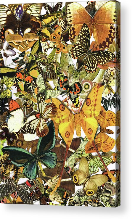 Butterfly Acrylic Print featuring the painting Vintage Butterfly Art - Butterflies Galore - Sharon Cummings by Sharon Cummings