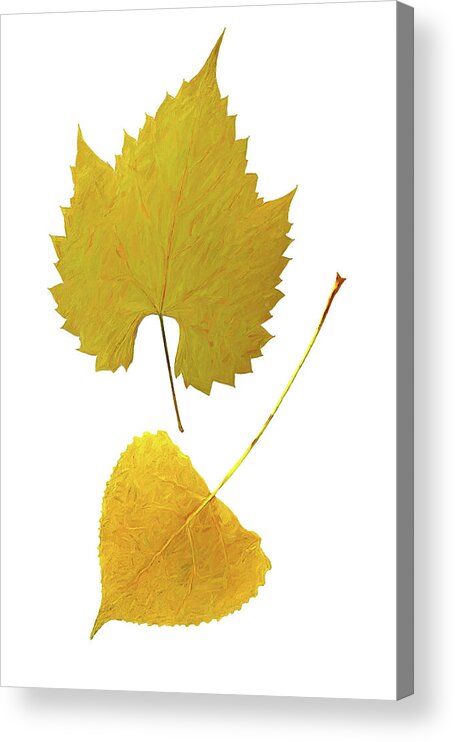 Vintage Leaves Acrylic Print featuring the photograph Vintage Leaves II by Kathi Mirto