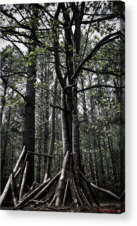 Trees Acrylic Print featuring the photograph Virginia Forrest by Rene Vasquez