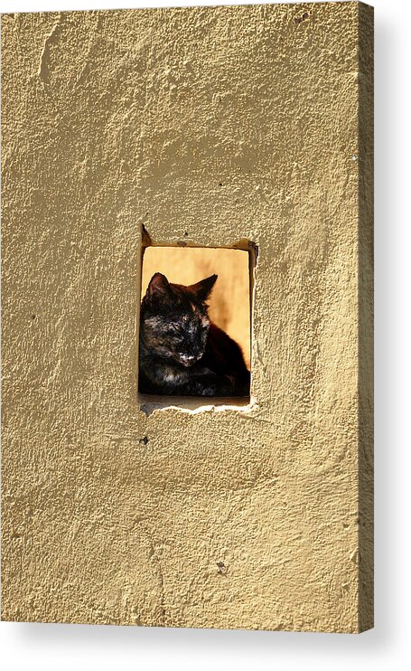 Richard Reeve Acrylic Print featuring the photograph Wall Cat by Richard Reeve