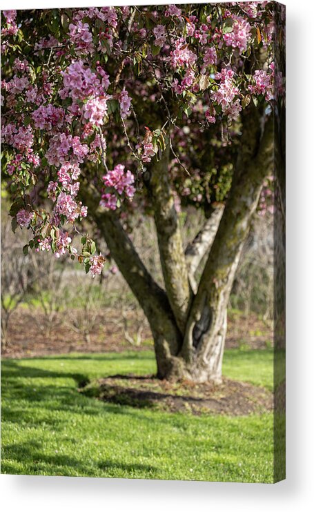 Spring Acrylic Print featuring the photograph Warm Embrace by Kim Sowa