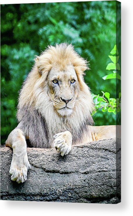 Zoo Acrylic Print featuring the photograph Watchful by Ed Stokes