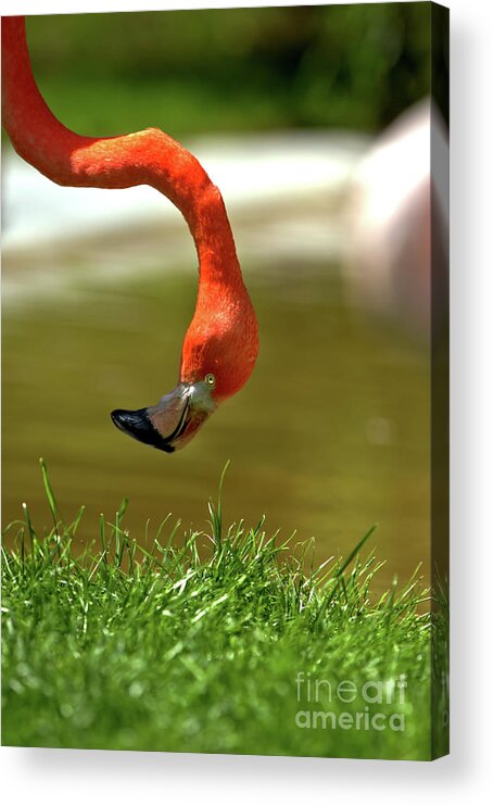 Nature Acrylic Print featuring the photograph Watching You Watching me by Stephen Melia