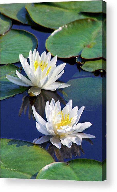 Water Lilies Acrylic Print featuring the photograph Water Lilies by Christina Rollo