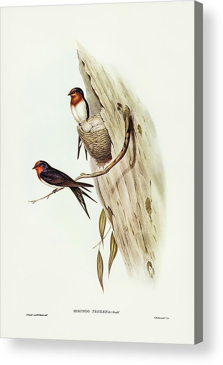 Welcome Swallow Acrylic Print featuring the drawing Welcome Swallow, Hirundo neoxena by John Gould