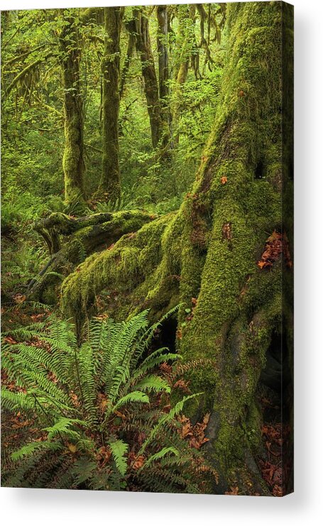 Washington Acrylic Print featuring the photograph When You Are Loved - Hoh Rainforest by Alexander Kunz
