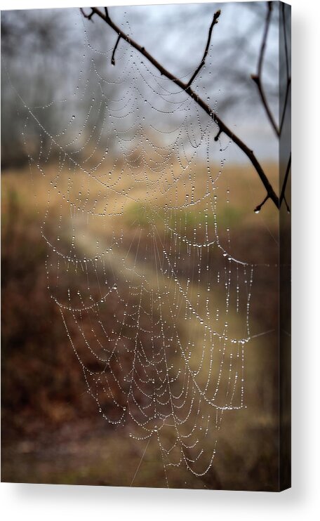 Spiderweb Acrylic Print featuring the photograph Where Leads the Path Never Reached -  Dew bedazzled spiderweb in front of a curving path in woods by Peter Herman