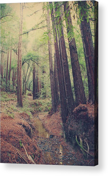 Redwood Regional Park Acrylic Print featuring the photograph Wherever You May Roam by Laurie Search