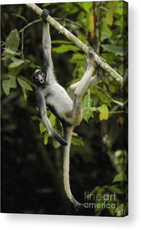 00210472 Acrylic Print featuring the photograph White-bellied Spider Monkey Calling by Pete Oxford