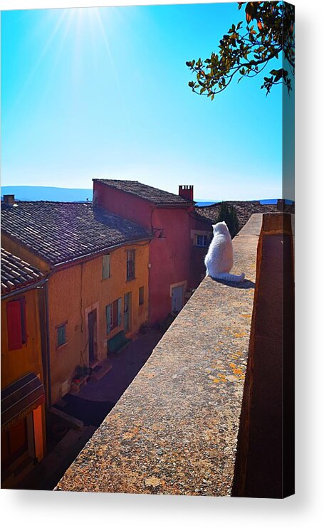 Cat Acrylic Print featuring the photograph White Cat on the Edge Photo 191 by Lucie Dumas