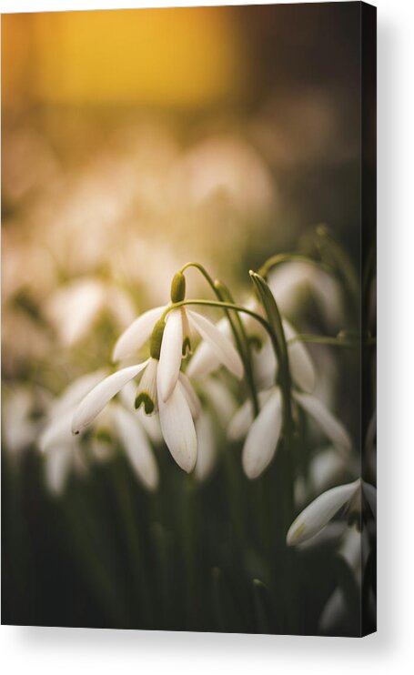 Europe Acrylic Print featuring the photograph White common snowdrop - prank of nature by Vaclav Sonnek