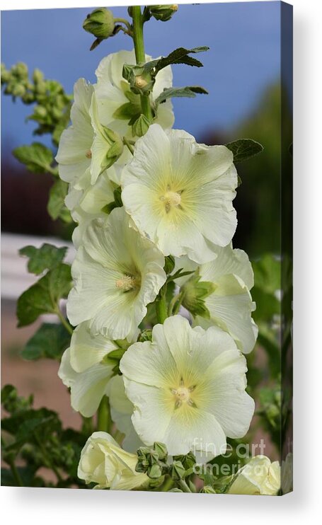 Hollyhock Acrylic Print featuring the photograph White Hollyhocks Close Up by Carol Groenen