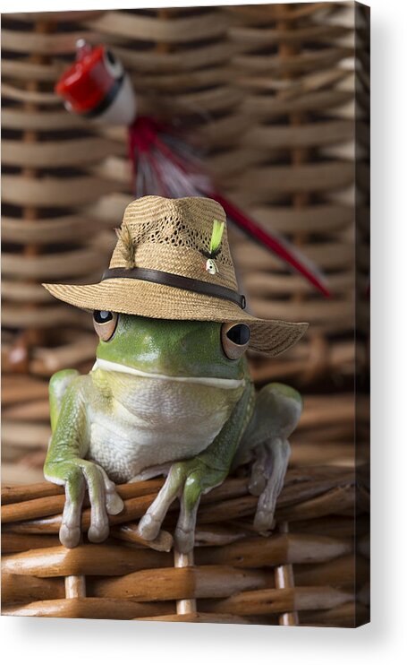 Orange Color Acrylic Print featuring the photograph White-Lipped Treefrog in Fish Basket by Ian Gwinn