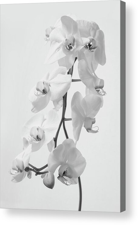Orchids Acrylic Print featuring the photograph White Orchids by Gina Cinardo