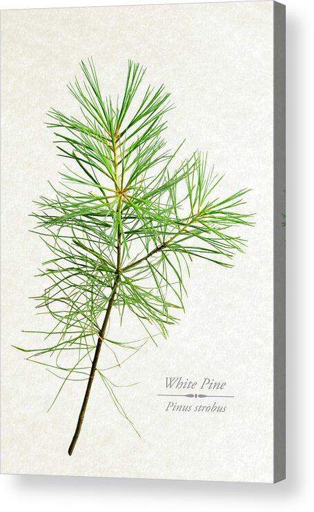 White Pine Acrylic Print featuring the mixed media White Pine by Christina Rollo
