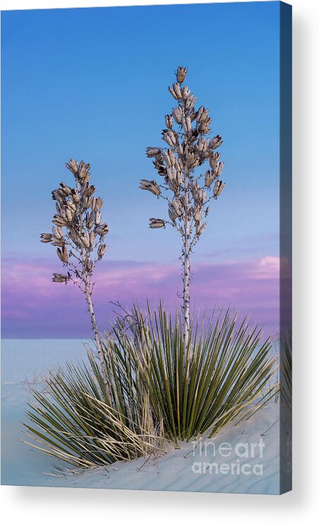 Southwest Acrylic Print featuring the photograph White Sands Beauty by Sandra Bronstein