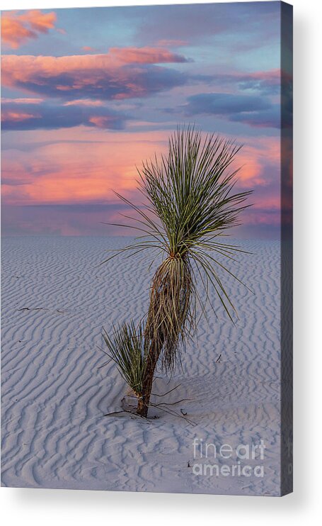 Taos Acrylic Print featuring the photograph White Sands Yucca 1 by Elijah Rael