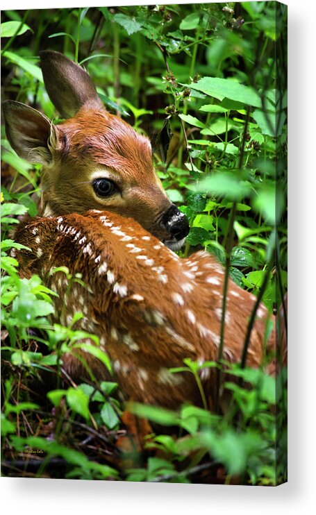 White Tailed Deer Acrylic Print featuring the photograph White Tailed Deer Fawn by Christina Rollo