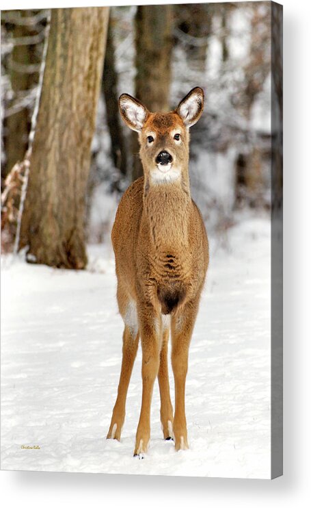 Deer Acrylic Print featuring the photograph Whitetail in Snow by Christina Rollo