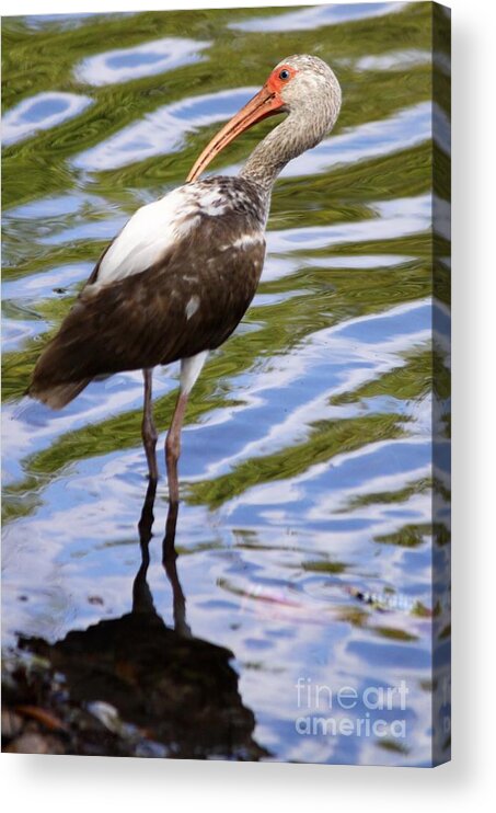 Wild Acrylic Print featuring the photograph Wild Bird of Leesburg by Philip And Robbie Bracco