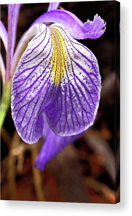 Flower Acrylic Print featuring the photograph Wild Iris Petal by Bob Falcone