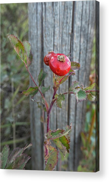 Rose Acrylic Print featuring the photograph Wild Rose Hips And Fence Post by Karen Rispin