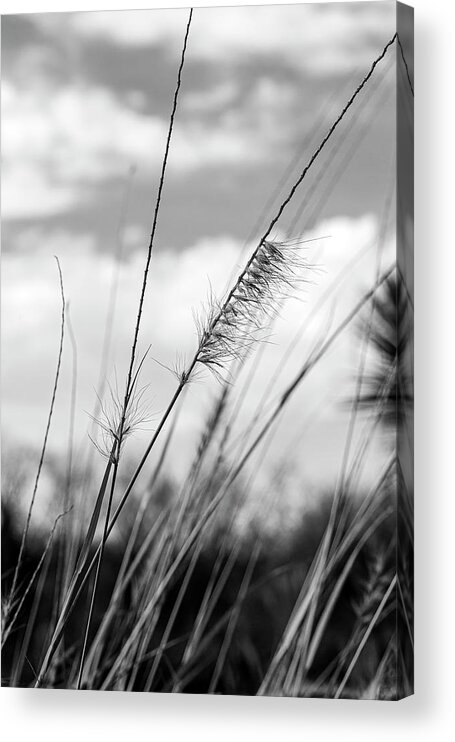 Cloud Acrylic Print featuring the photograph Wild Wheat In The Clouds-001-M by David Allen Pierson