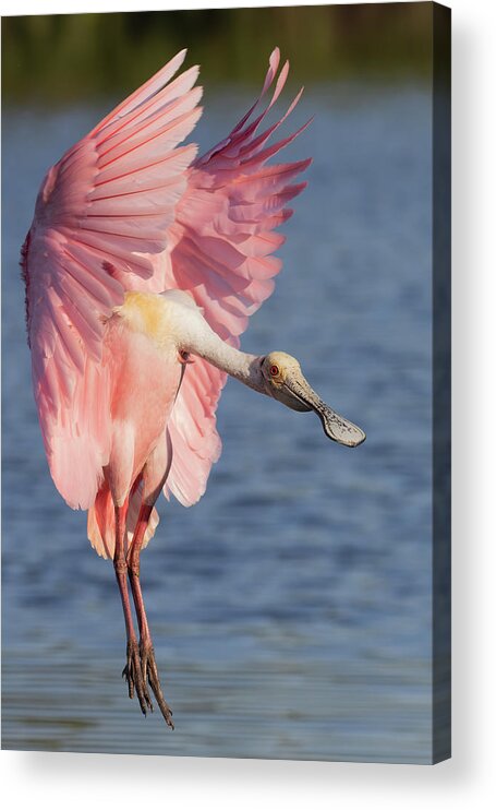 Roseate Spoonbill Acrylic Print featuring the photograph Wings up, neck out by RD Allen
