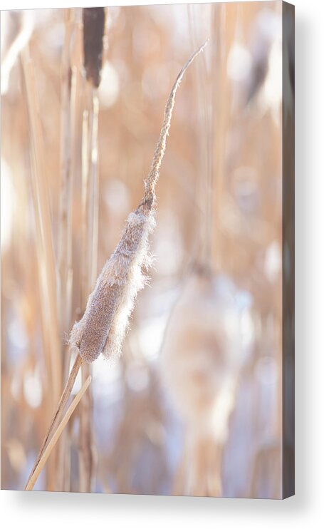 Winter Acrylic Print featuring the photograph Winter Cattails by Karen Rispin
