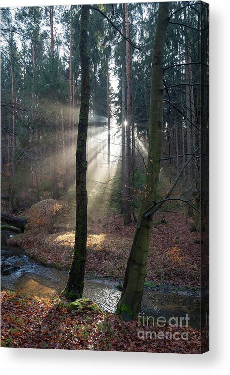 Winter Acrylic Print featuring the photograph Winter light in the forest 2 by Adriana Mueller