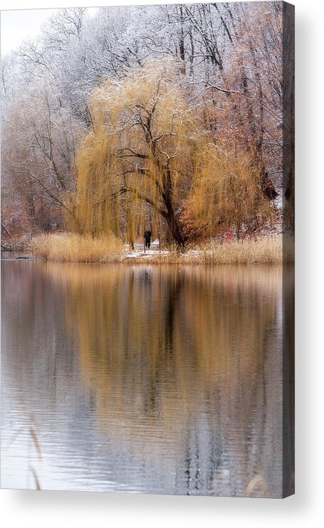 Weeping Willow Acrylic Print featuring the photograph Winter Willow by John Randazzo