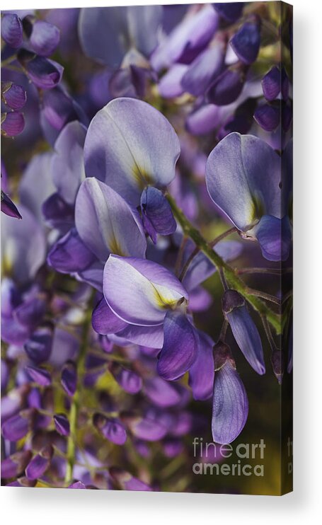 Acanthaceae Acrylic Print featuring the photograph Wisteria Grace by Joy Watson
