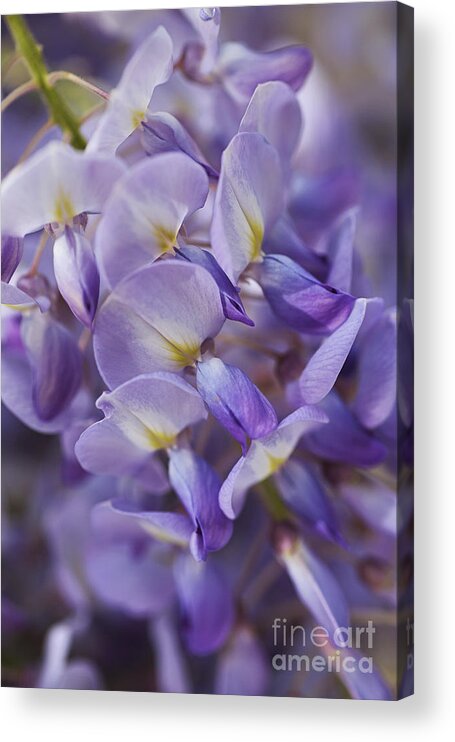 Acanthaceae Acrylic Print featuring the photograph Wisteria Romance by Joy Watson