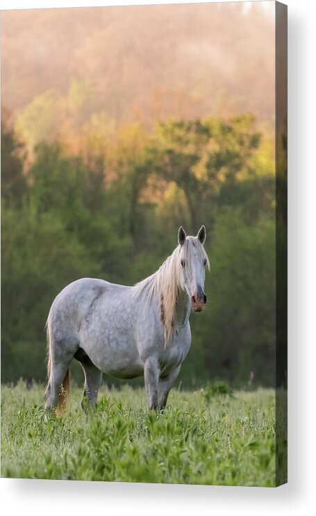 Wild Horse Acrylic Print featuring the photograph With the Spirit of the Wild by Holly Ross