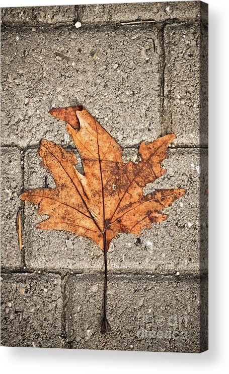 Leaf Acrylic Print featuring the photograph Withered leaf over concrete blocks by Mendelex Photography