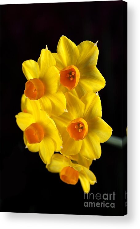 Daffodil Acrylic Print featuring the photograph Wonderful Jonquils by Joy Watson