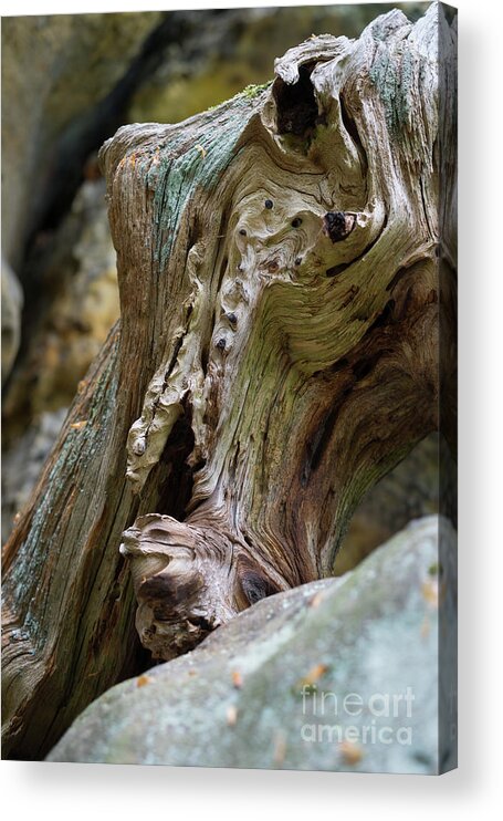 Wood Acrylic Print featuring the photograph Wood and sandstone unite 2 by Adriana Mueller