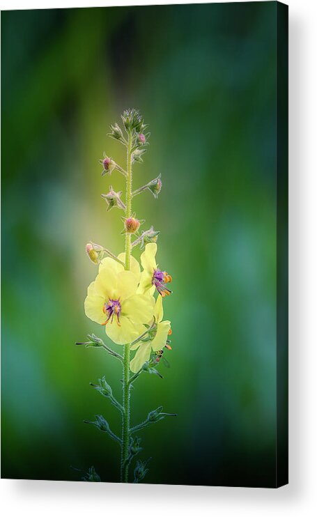 Flower Acrylic Print featuring the photograph Yellow and Green by Allin Sorenson