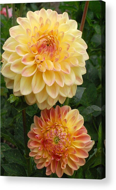 Dahlia Acrylic Print featuring the photograph Yellow and Orange Dahlias 2 by Amy Fose