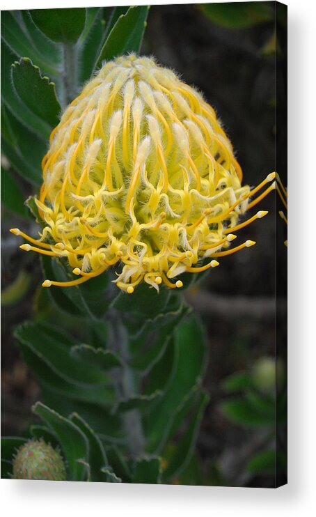 Kula Botanical Gardens Acrylic Print featuring the photograph Yellow Pincushion Protea 2 by Amy Fose